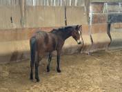 Selle fran&ccedil;ais origine CSO 2 ans