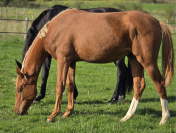 Jument 2 ans bon potentiel dressage