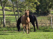 Jument 2 ans bon potentiel dressage