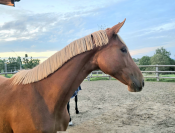 Jument 2 ans bon potentiel dressage