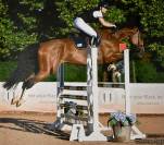 Castrone Zangersheide in vendita 2013 baio