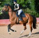 Castrone Zangersheide in vendita 2013 baio