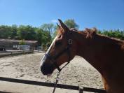 Cheval loisir 15 ans