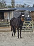 DP sur cheval SF de 6 ans