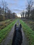 DP sur cheval SF de 6 ans