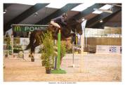 Cheval de sport CSO (Amateur/pro)
