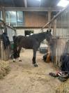 Cheval de sport CSO (Amateur/pro)