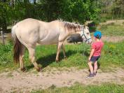 Hongre paint horse