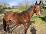 Jument de sport plein CCE / Poulain &agrave; na&icirc;tre 