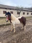 Poney ONC &agrave; vendre