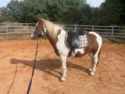 Poney ONC &agrave; vendre 