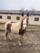 Poney ONC &agrave; vendre 