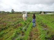2 chevaux percherons