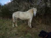 2 chevaux percherons