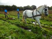 Cavalla Percheron In vendita 2011 Grigio