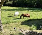 Propri&eacute;t&eacute; dans la Dr&ocirc;me de 15 hectares avec grand g&icirc;te