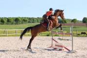 Gelding sBs Belgian Warmblood For sale 2013 Bay