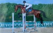 Gelding sBs Belgian Warmblood For sale 2013 Bay