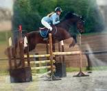 Gelding sBs Belgian Warmblood For sale 2013 Bay