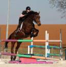 Gelding sBs Belgian Warmblood For sale 2013 Bay