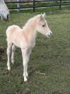 Foal Male PFS Palomino par Greatstar embet Tilia