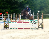 Jument Welsh K 6 ans