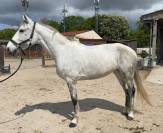 &Agrave; vendre : Jument de 10 ans 