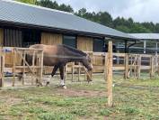 Propose pension cheval en autogestion