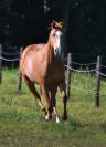 Super jument APHA 3 ans