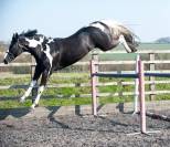 Lightning Darco UK : cso dressage haut niveau 