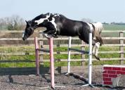 Lightning Darco UK : cso dressage haut niveau 