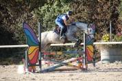 Poney D a vendre