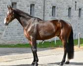 Gelding Origin Recorded For sale 2019 Dark Bay