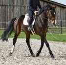 Gelding Origin Recorded For sale 2019 Dark Bay