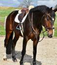 Gelding Origin Recorded For sale 2019 Dark Bay
