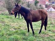 Pur sang Lusitanien de 11 mois