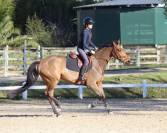 Jument de sport  8 ans 