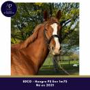 Grand cheval 5 ans pour bonne maison