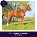 Grand cheval 5 ans pour bonne maison