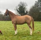 Hongre SF pour concours amateur / loisirs 