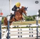 Hongre SF pour concours amateur / loisirs 