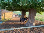 &Eacute;curie de propri&eacute;taire 