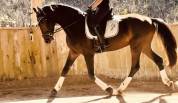 Hongre KWPN Dressage