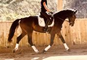 Hongre KWPN Dressage