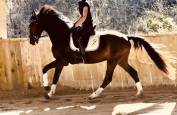 Hongre KWPN Dressage