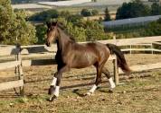 Hongre KWPN Dressage