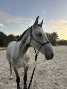 ✨ Good News de Meslay ✨