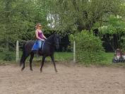 Magnifique pure race espagnol 