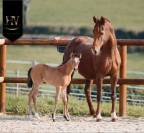 Veulen (vr) KWPN Nederlands sportpaard Te koop 2026 Isabel ,  Qatar LP