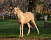 Magnifique poulain d'un an WPB pie isabelle 150-155 cm 